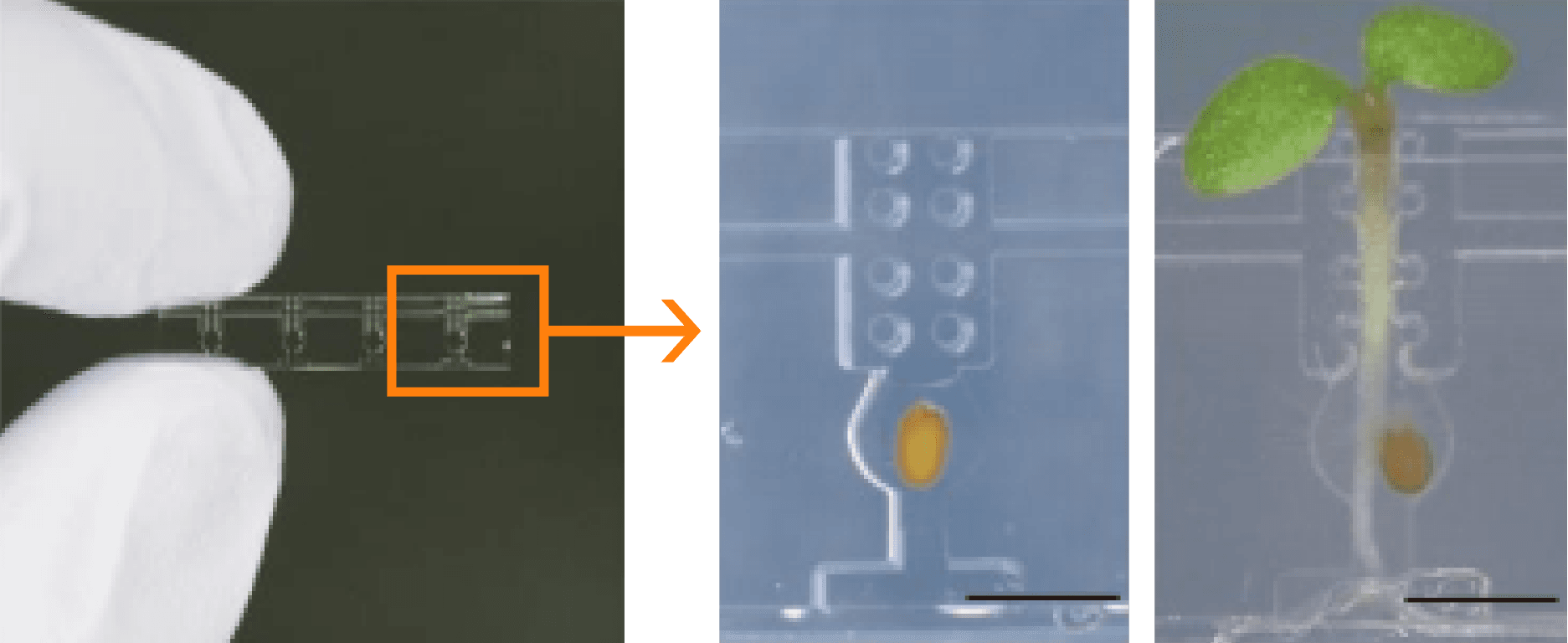 微細加工技術（MEMS）を駆使したバイオ分野の接木チップ