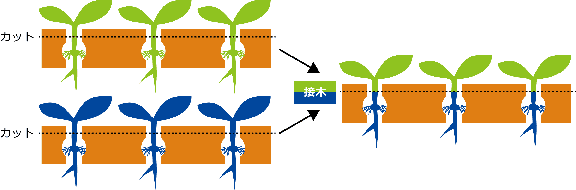 微細加工技術（MEMS）を駆使したバイオ分野の接木チップ